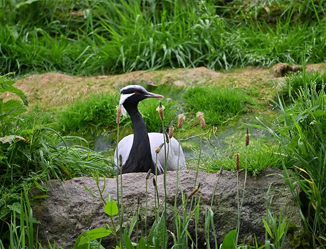 Oiseau noir et blanc au long cou posé dans les herbes au bord d'un point d'eau
