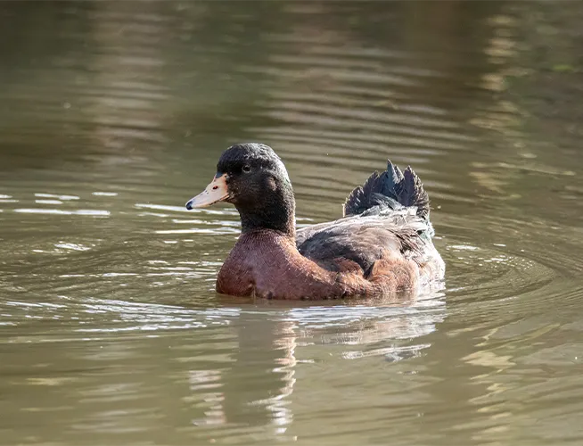 Canard à tête sombre et poitrail brun nageant sur une eau trouble