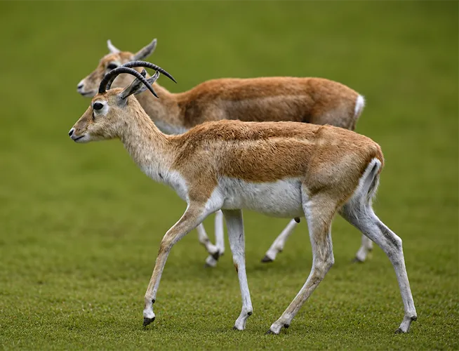 Deux antilopes cervicapres aux cornes spiralées marchant dans l'herbe