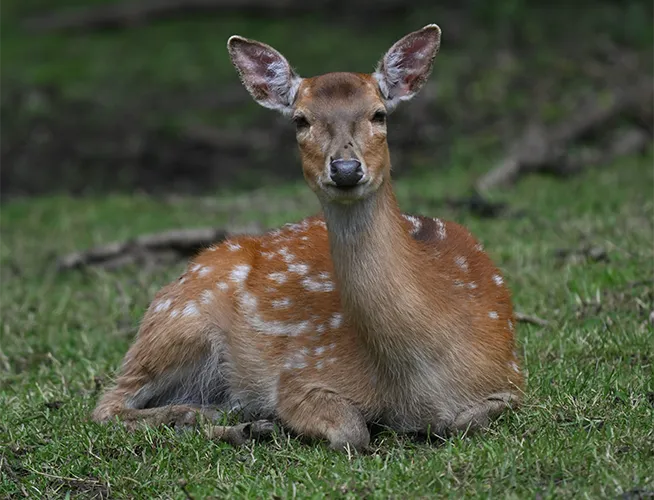 Jeune cerf tacheté couché dans l'herbe