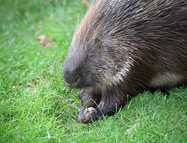 Porc-épic dans l'herbe, museau et piquants visibles