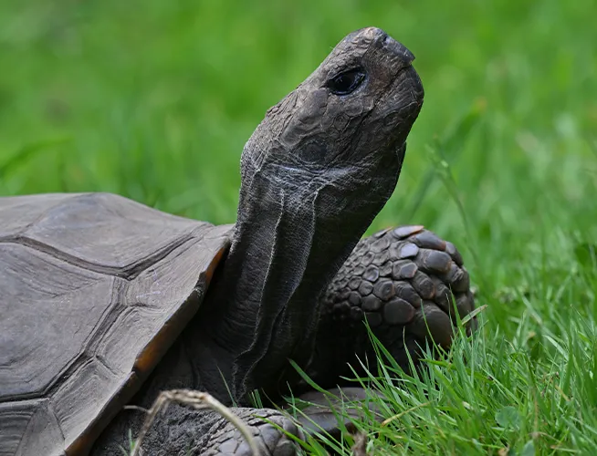 Tortue géante au cou tendu vers le haut, marchant dans l'herbe