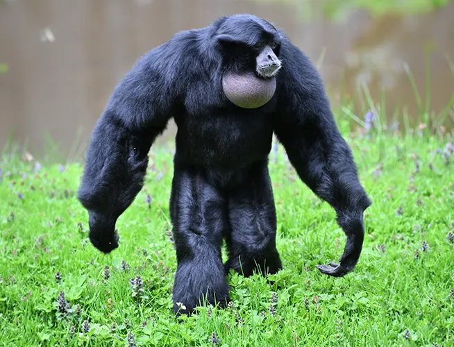 Siamang debout sur ses pattes arrière dans l'herbe, bras ballants et sac gulaire visible