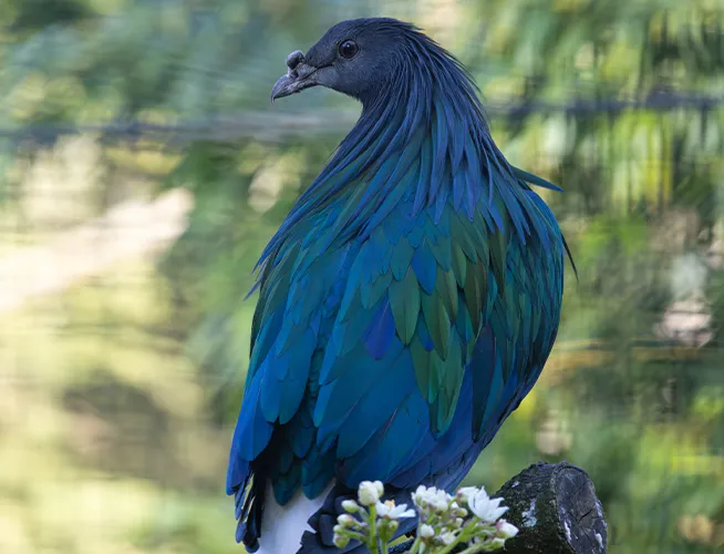 Pigeon de Nicobar au plumage bleu-vert irisé, perché devant des fleurs blanches