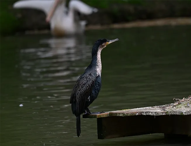 Cormoran debout sur un ponton au bord d'un étang