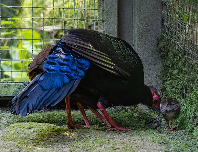 Faisan à plumage bleu et noir, pattes rouges, sur de la mousse devant un grillage