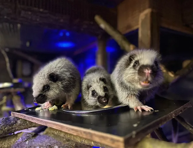 Trois petits mammifères au pelage clair mangeant sur une table en bois, éclairage bleuté