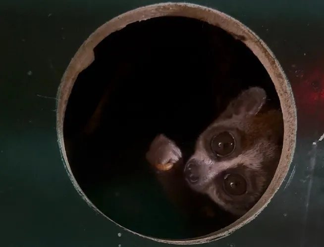 Loris lent au regard rond, caché dans un tronc creux