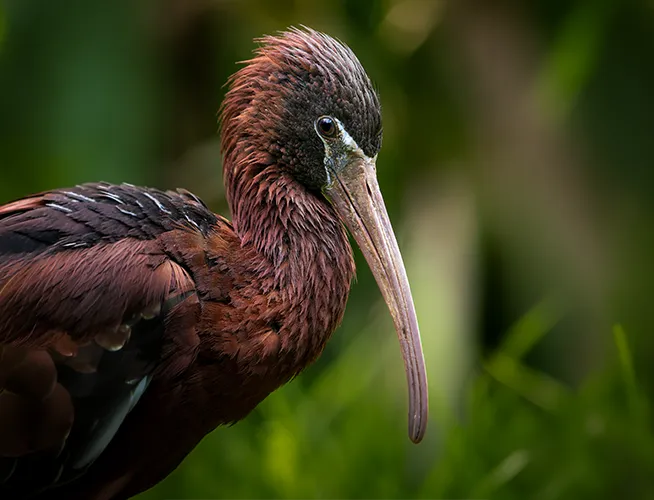 Ibis brun-rouge au long bec courbé sur fond de verdure