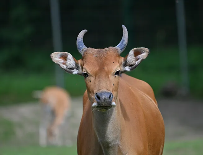 Banteng aux cornes courbes et aux grandes oreilles