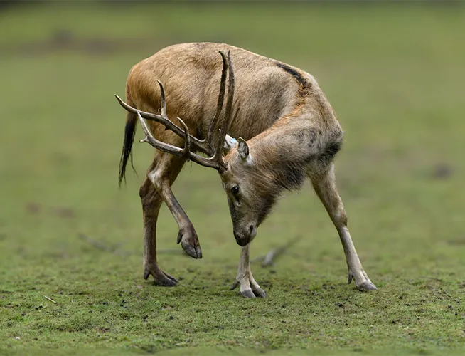 Cerf aux bois en fourche, tête baissée, broutant sur une pelouse