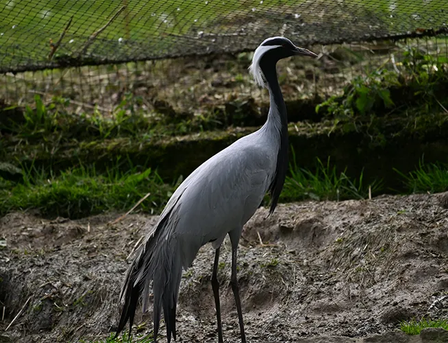 Grue de Numidie au plumage gris et noir debout sur un sol terreux dans une volière
