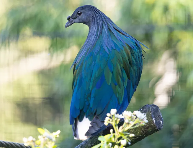 Pigeon de Nicobar, plumage bleu métallique, perché près de fleurs blanches