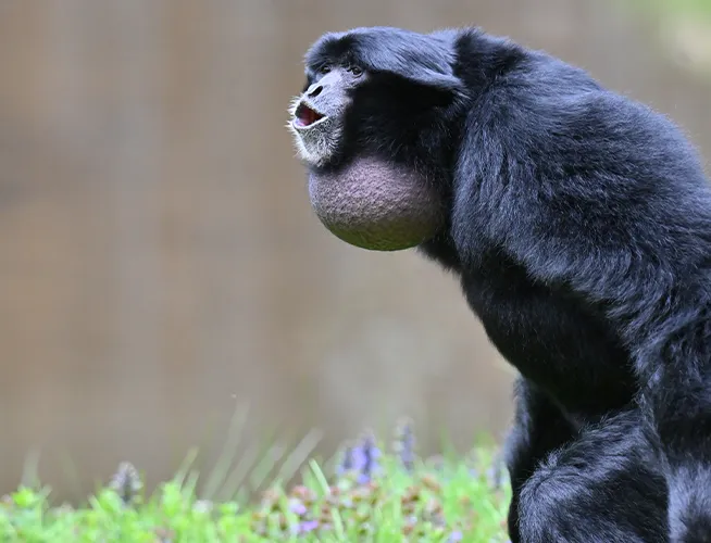 Siamang noir au sac gulaire gonflé sous le menton