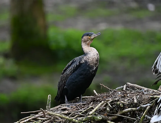 Cormoran perché sur un nid de branchages au bord d'un bassin
