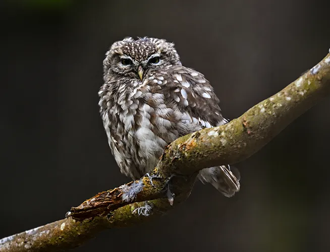 Chevêche d'Athéna perchée sur une branche moussue, regard attentif