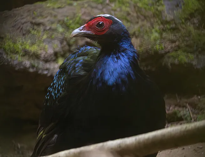 Faisan au plumage bleu nuit et à la face rouge près d'une branche