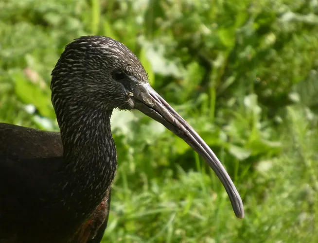 Ibis sombre au long bec courbé devant l'herbe
