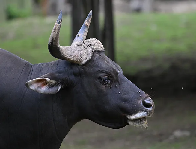Gaur noir aux cornes massives