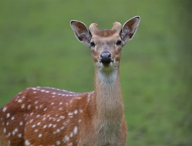 Cerf axis femelle tacheté debout sur fond d'herbe