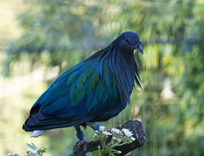 Pigeon de Nicobar bleu-vert perché sur une souche près de petites fleurs blanches