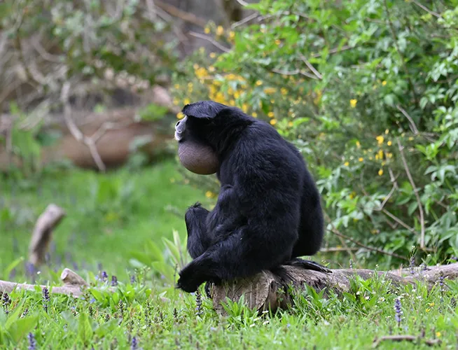 Siamang noir assis sur un tronc dans l'herbe
