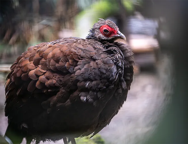 Faisan brun à la face rouge, plumes ébouriffées dans sa volière