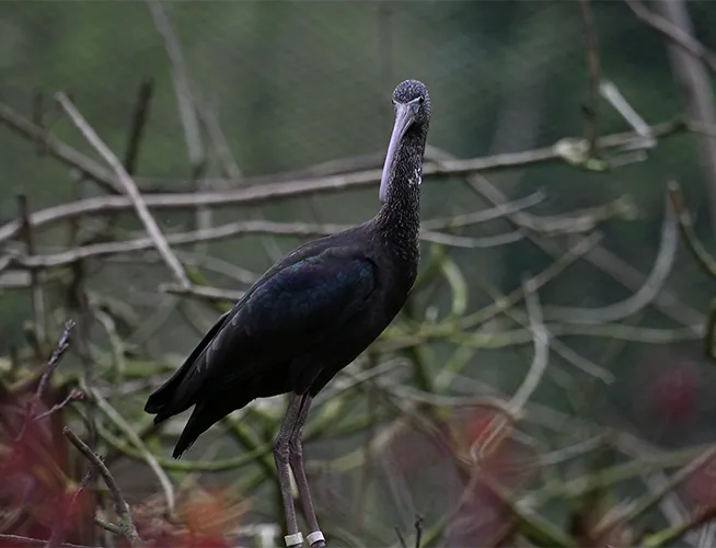 Ibis noir au long bec, debout dans un enchevêtrement de branches