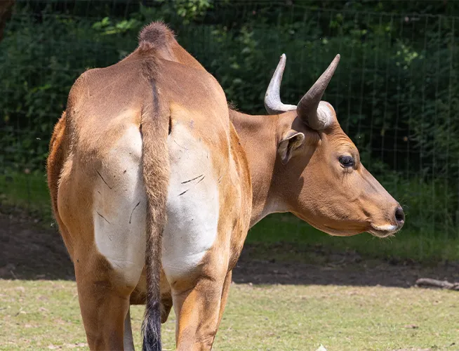 Banteng au pelage roux et à la croupe blanche