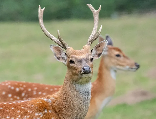 Cerfs axis mâles aux bois ramifiés, pelage tacheté, debout dans une prairie