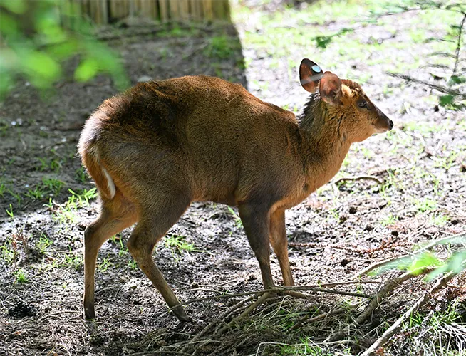 Muntjac au pelage brun sur un sol de terre et de feuilles