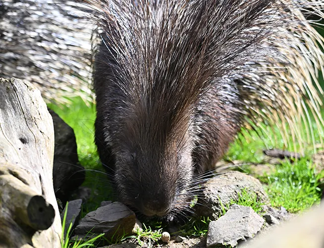 Porc-épic grignotant dans l'herbe près de rochers et d'un tronc