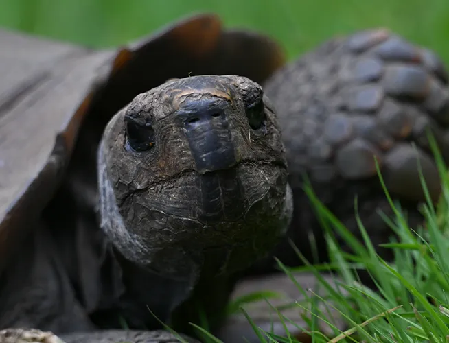 Tortue géante sortant la tête de sa carapace, brins d'herbe autour