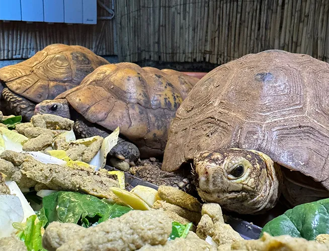 Trois tortues géantes mangeant des légumes et des feuilles dans leur enclos