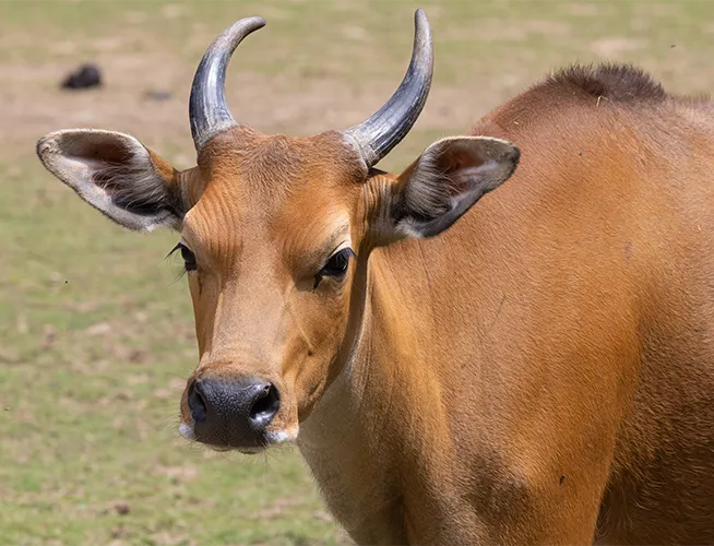 Banteng au pelage roux et aux cornes recourbées