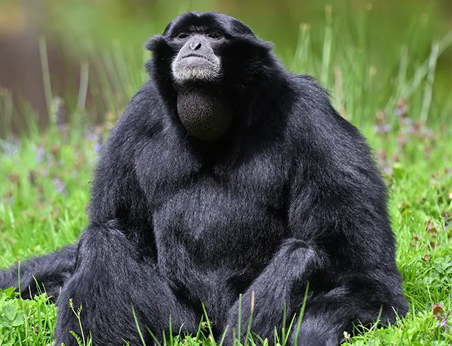 Siamang noir assis dans l'herbe