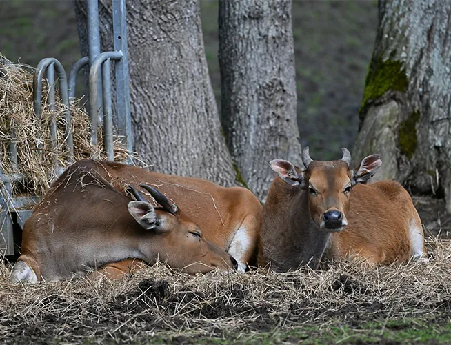 Deux jeunes bantengs couchés dans la paille au pied d'arbres