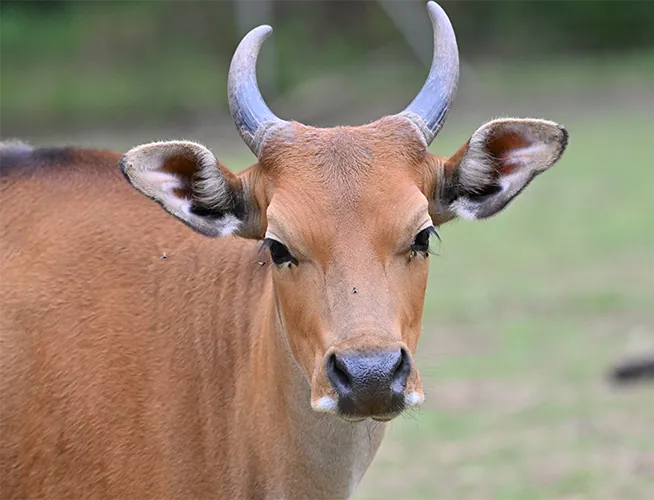 Banteng aux cornes courbes sur fond de prairie