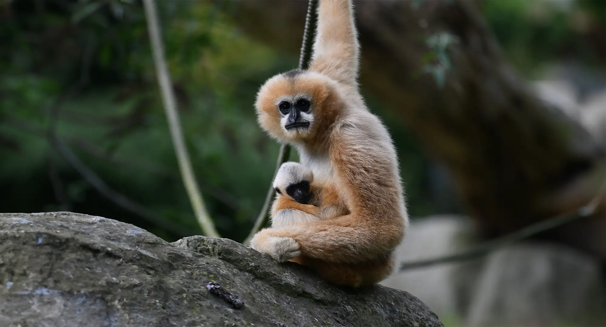 Jeune gibbon agrippé à sa mère assise sur un rocher, une branche derrière eux