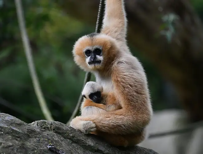 Gibbon à joues blanches roux portant son petit, assis sur un rocher