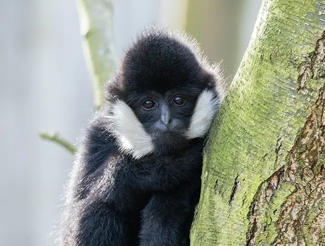 Gibbon noir à joues blanches serré contre un tronc couvert de mousse