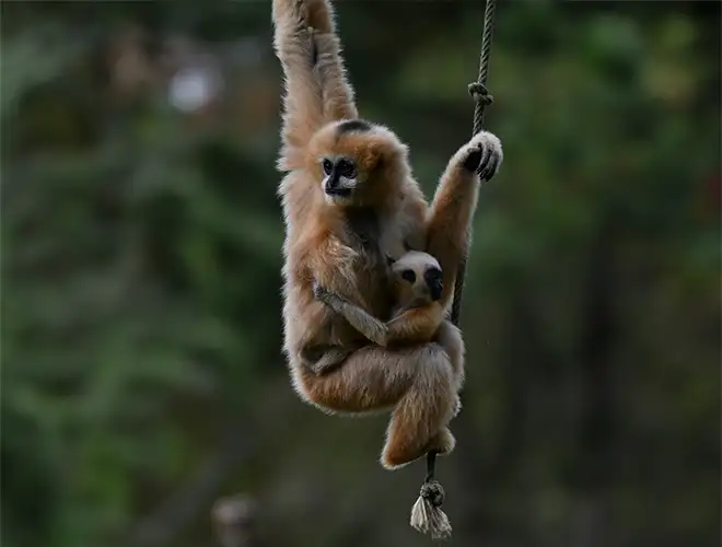 Gibbon roux suspendu à une liane avec son petit accroché au ventre