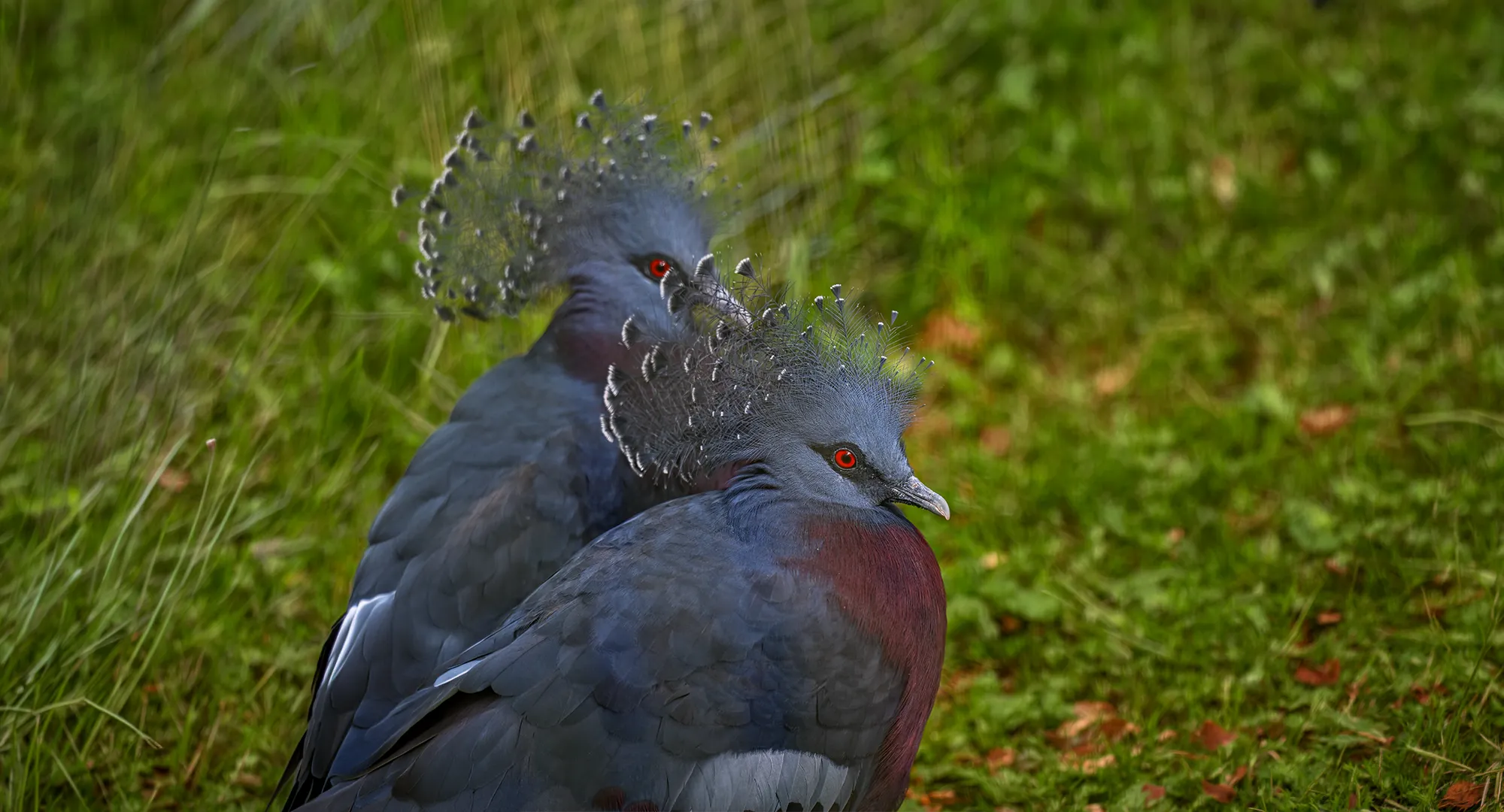 Deux gouras de Victoria au plumage bleu-gris, huppe en dentelle et poitrail roux, serrés l'un contre l'autre