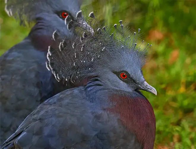 Goura de Victoria avec sa huppe de plumes dentelées, son œil rouge et son poitrail marron