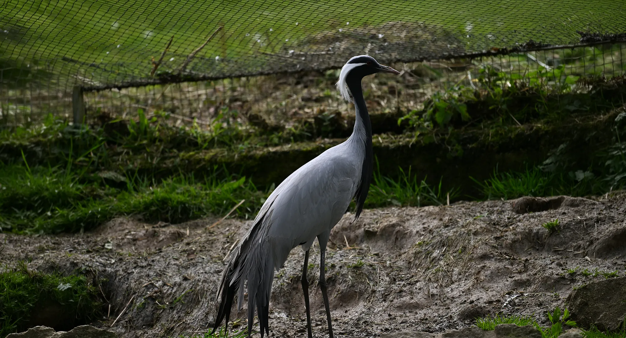Grue demoiselle debout au plumage gris, près d'un talus de terre et d'herbe dans son enclos