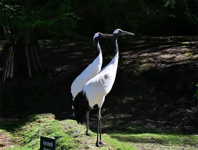 Deux grues du Japon blanches et noires debout sur un tertre herbeux, l'une derrière l'autre