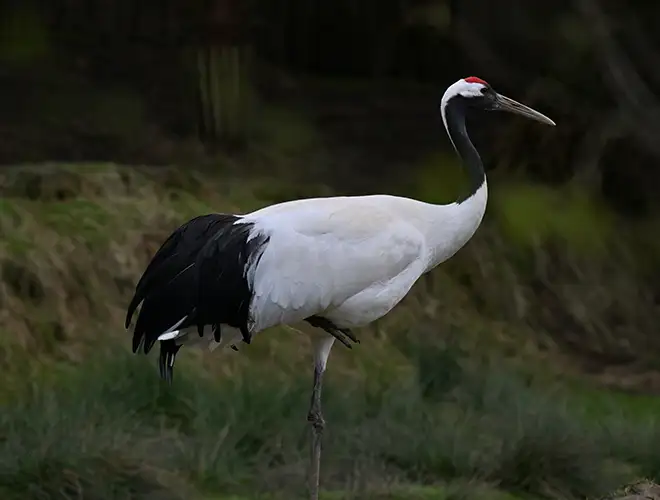 Grue du Japon, plumage blanc, queue noire et calotte rouge, marchant dans l'herbe