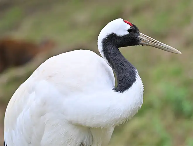 Grue du Japon au cou noir, au front rouge et au long bec clair