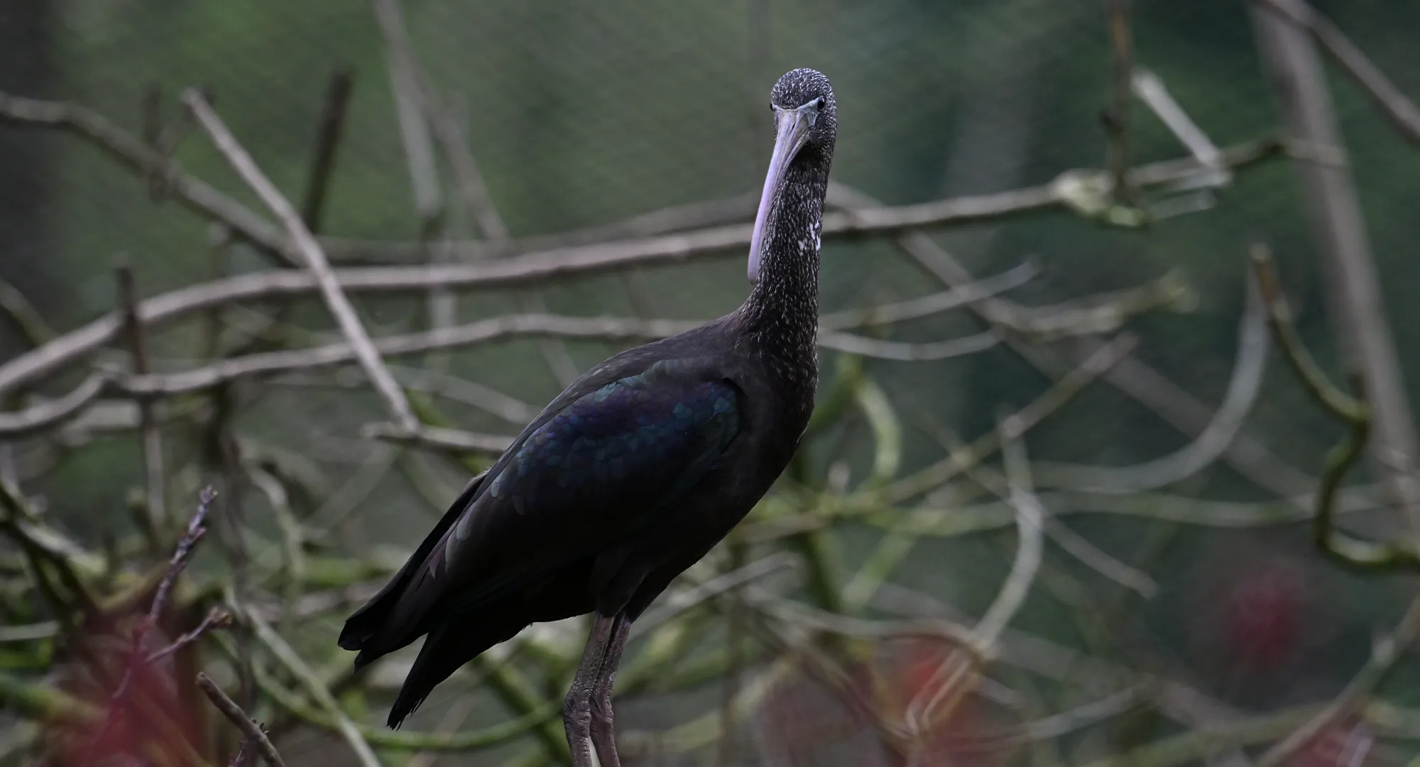 Ibis noir perché sur des branches, le cou tendu vers le haut dans une volière