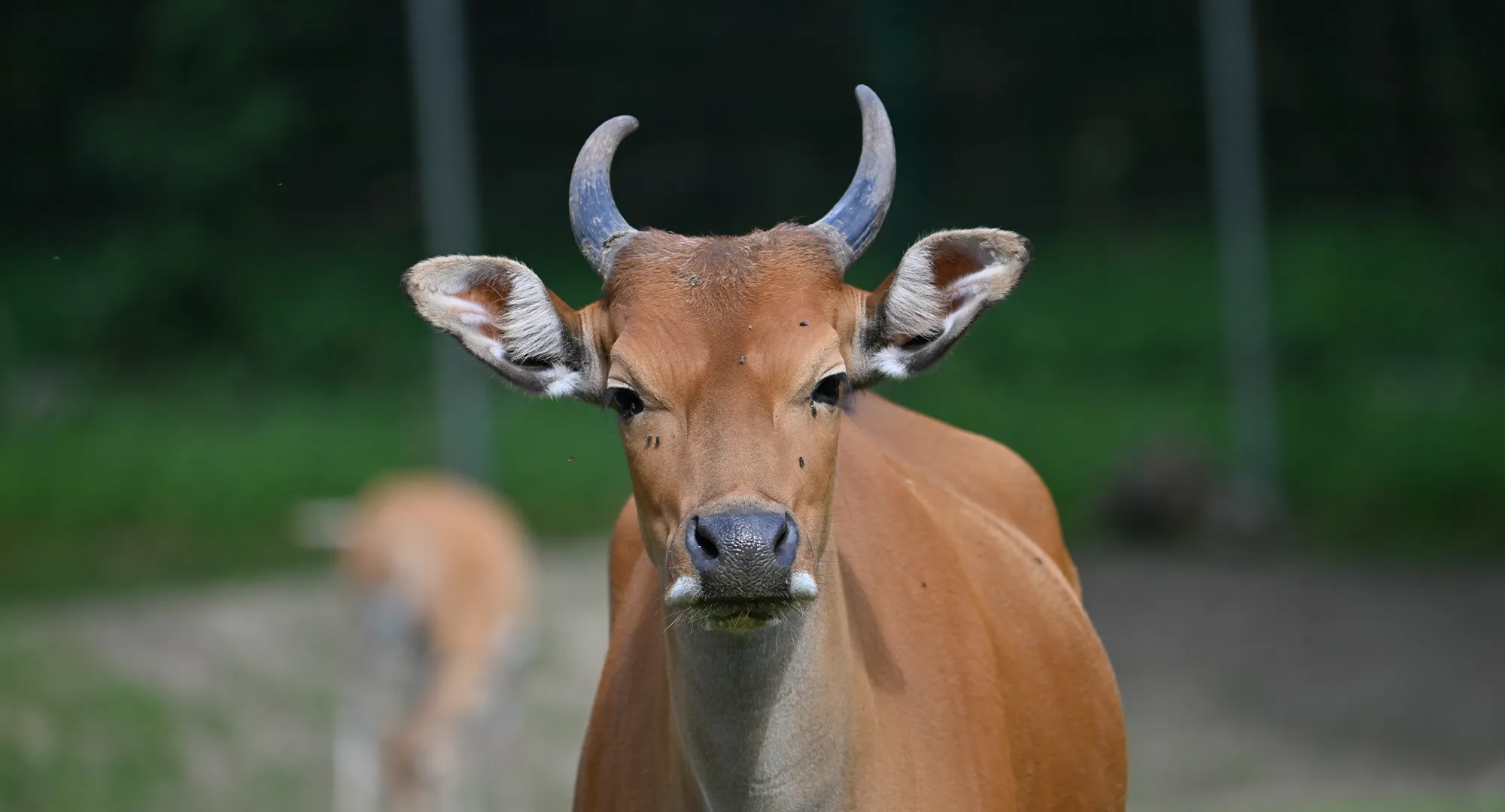 Banteng au pelage roux et aux cornes courbes